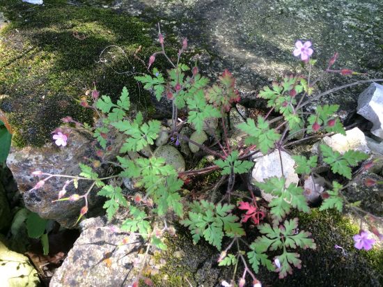 Picture of Moss Identification and Ecology Workshop-August 1-3, 2025 