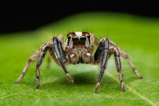 Picture of Understanding Spiders Workshop- August 22-24, 2025