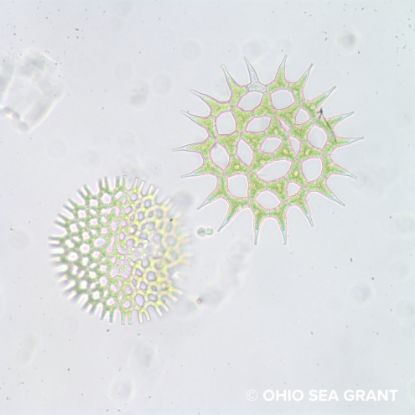 Picture of Algae Identification Workshop - August 17-18, 2026 