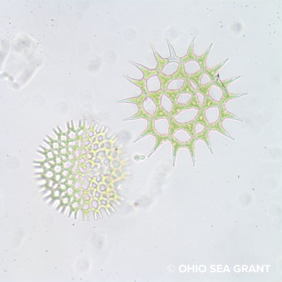 Picture of Algae Identification Workshop - August 17-18, 2026 