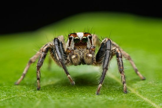 Picture of Understanding Spiders Workshop- August 21-23, 2026