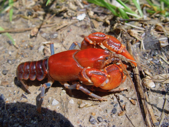 Picture of Introduction to North America's crayfish- August 24-26, 2026