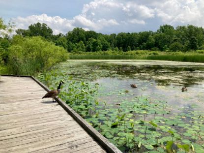 Picture of Lake Erie Island Wetland Plant Field Identification and Vegetation Index of Biotic Integrity (VIBI) Workshop- June 1-3, 2026