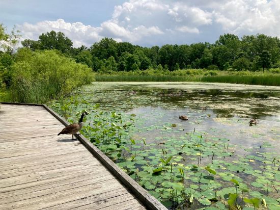Picture of Lake Erie Island Wetland Plant Field Identification and Vegetation Index of Biotic Integrity (VIBI) Workshop- June 1-3, 2026